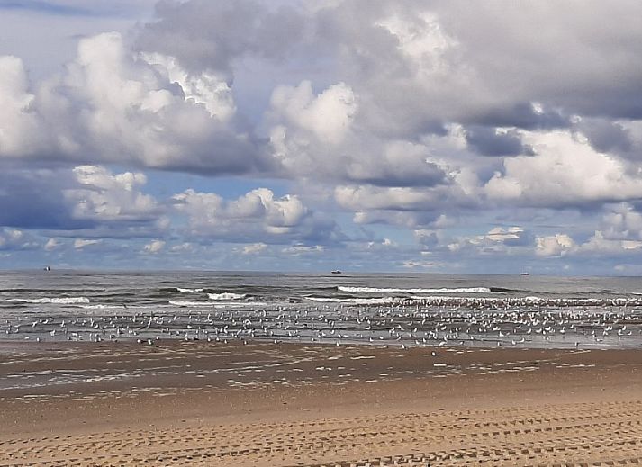 Villata vakantiehuis Texel met zonovergoten terras en groene omgeving.