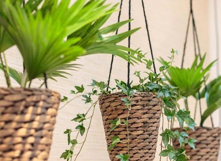 Guest house 0151539 - Apartment Amsterdam eo - Hotel Dwars