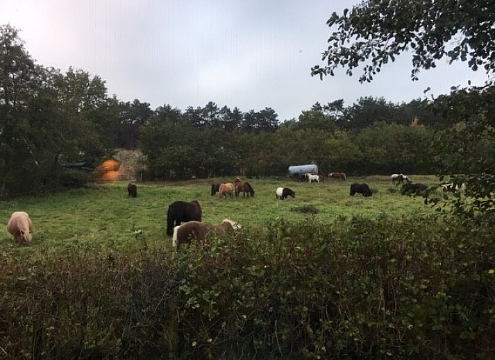 Rustieke omgeving van De Trekvogels vakantiehuis in Formerum, Terschelling met grazende paarden.