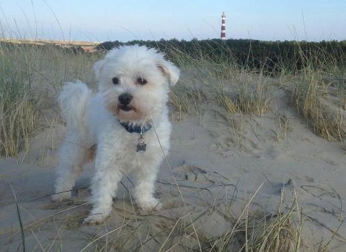 Gezellige eetruimte in Wijnberg Appartementen, Hollum, Ameland met keuken en tafel.