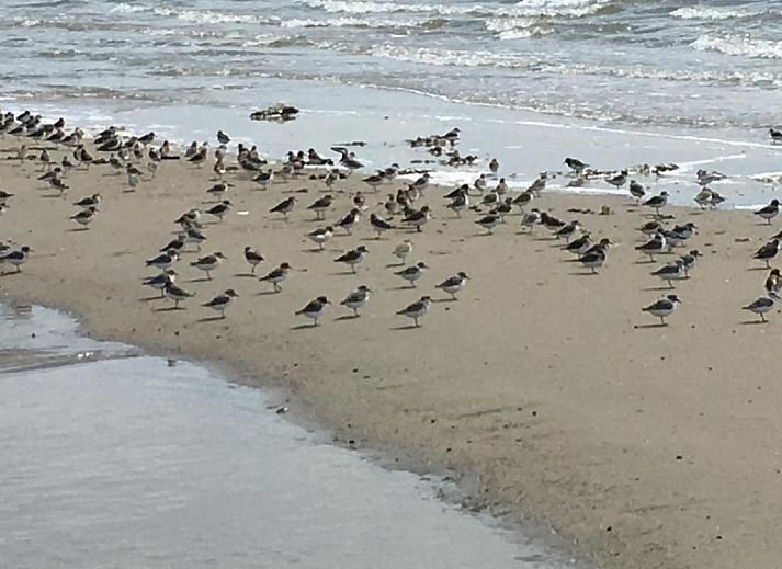 Stijlvolle woonkamer in Wijnberg Appartementen, Hollum, Ameland met grijze bank.