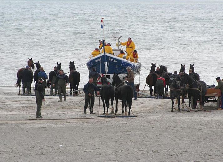 Unterkunft 030427 - Appartement Ameland - Appartement Tjerk