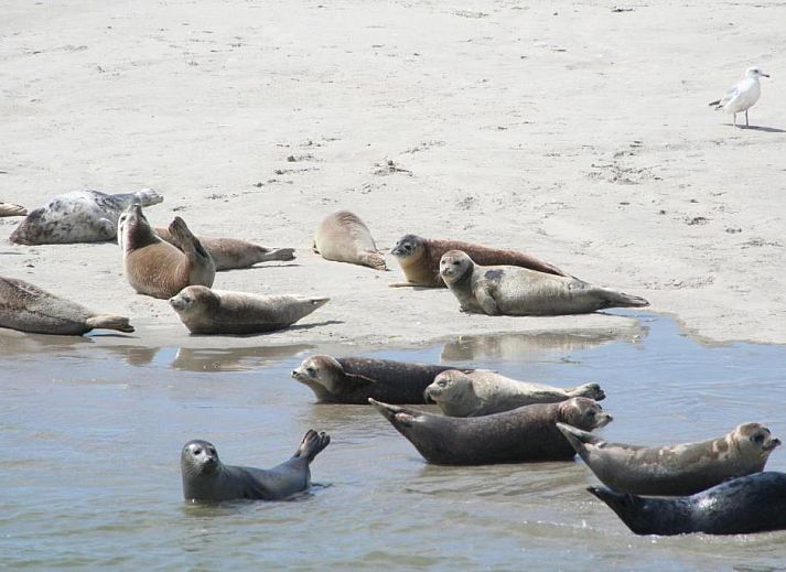 Unterkunft 030427 - Appartement Ameland - Appartement Tjerk