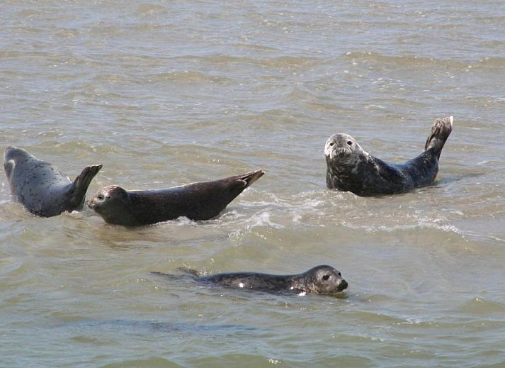 Unterkunft 030427 - Appartement Ameland - Appartement Tjerk