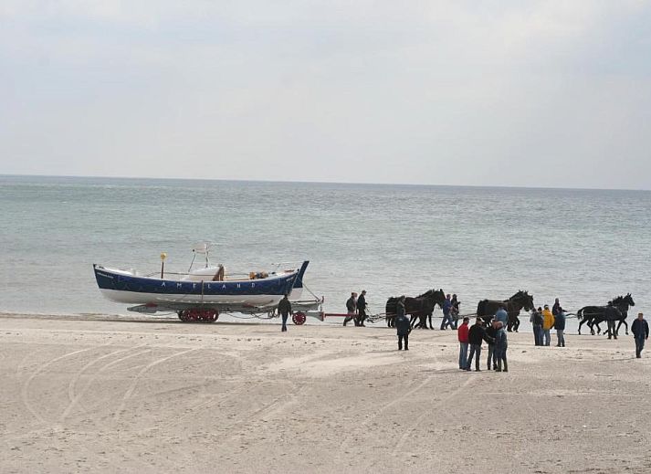 Unterkunft 030427 - Appartement Ameland - Appartement Tjerk