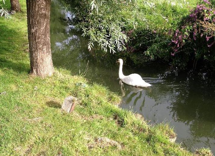 Verblijf 030609 - Vakantiewoning Friese elfsteden - Het Dijk Huisje