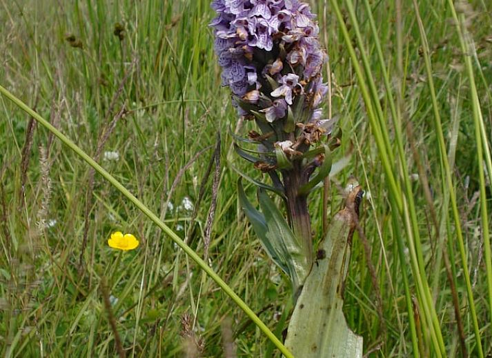 Moderne Kueche im Ferienhaus in Oosterend, Ferienhaus auf Terschelling, Watteninseln.