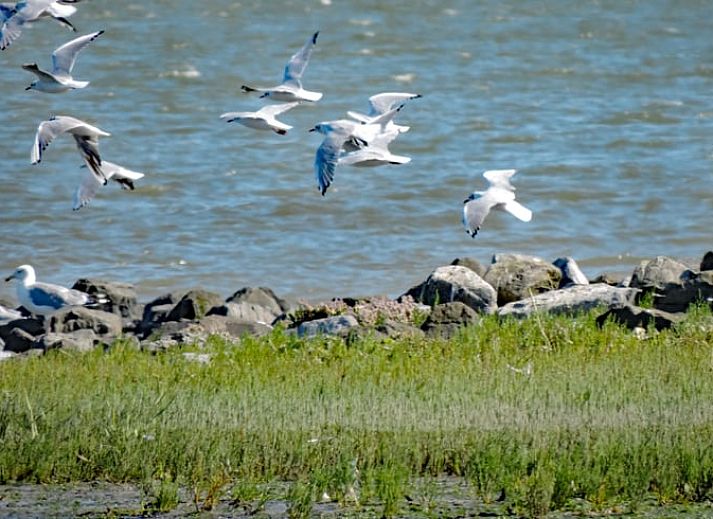 Schoenes Schlafzimmer in einem Ferienhaus in Oosterend mit farbenfroher Bettwaesche, Terschelling, Watteninseln.