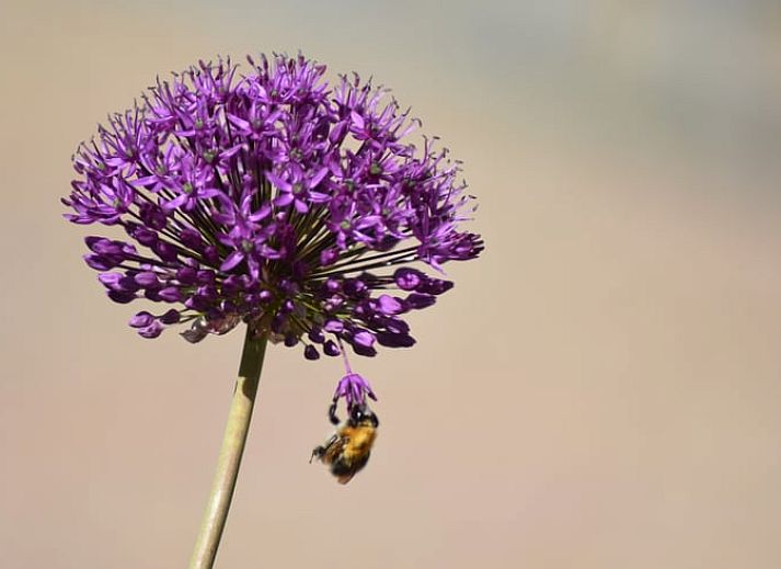 Essecke im Ferienhaus in Oosterend mit Oberlichtern und Holztisch, Terschelling.