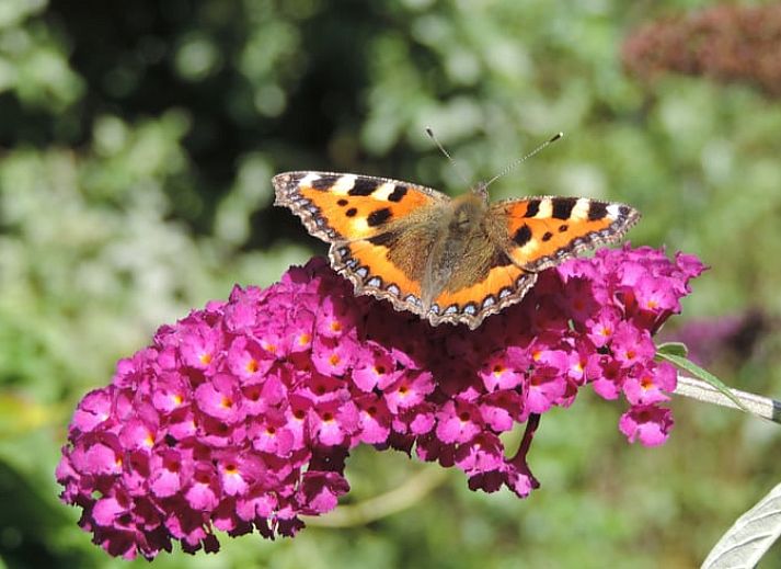 Cozy bedroom with colorful comforter cover in vacation home Oosterend, Terschelling.