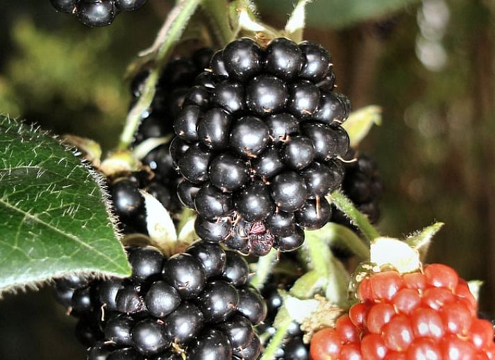Cozy bedroom with colorful comforter cover in vacation home Oosterend, Terschelling.
