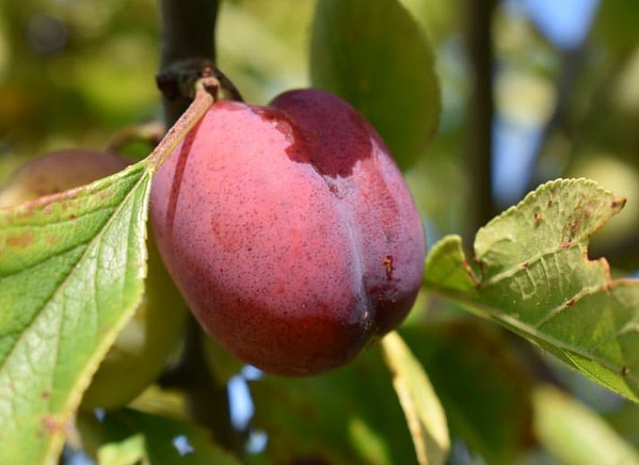 Cozy bedroom with colorful comforter cover in vacation home Oosterend, Terschelling.