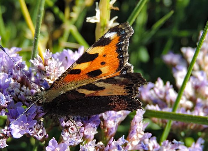 Bedroom with elegant bird wallpaper in cottage in Oosterend, Terschelling.
