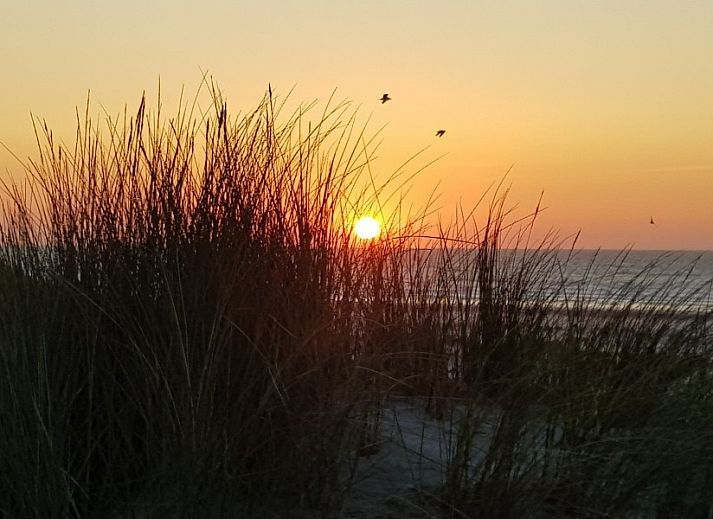 Unterkunft 031308 - Bungalow Terschelling - Zeekoet