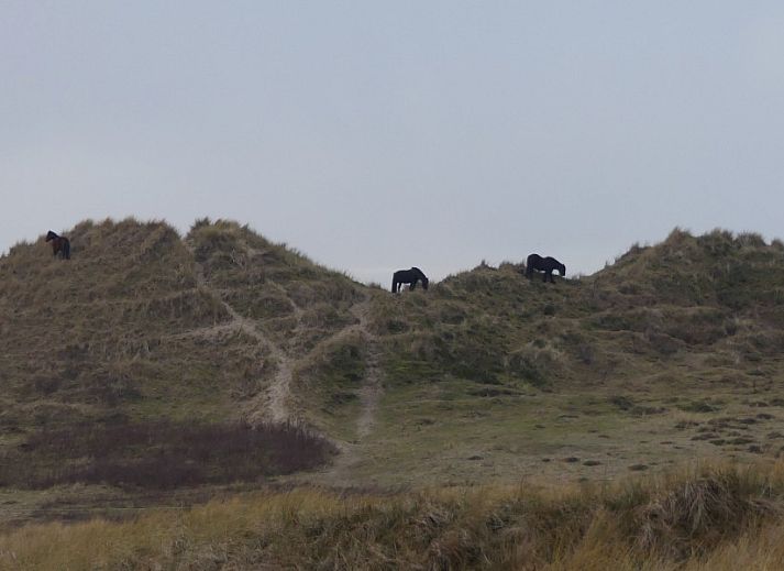 Gezellige woonkamer van bungalow Smaragd in Midsland aan Zee, Terschelling, met comfortabele zithoek en uitzicht op de natuur.
