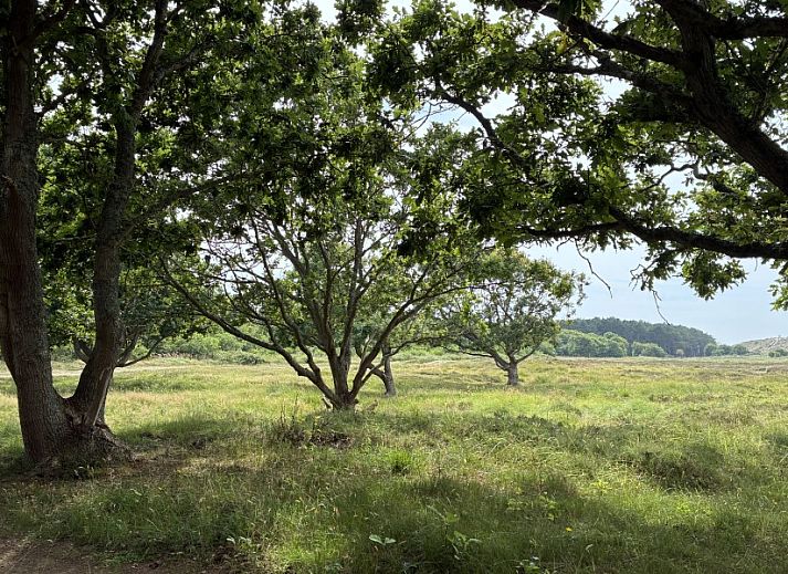 Unterkunft 031517 - Bungalow Terschelling - Anchorage