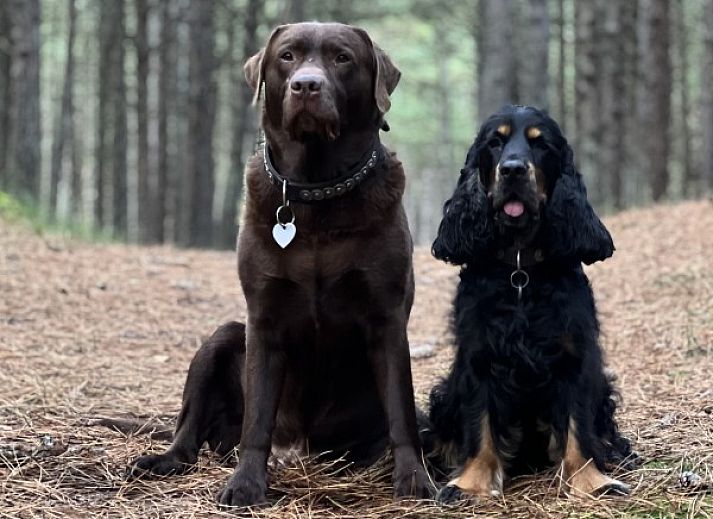 Unterkunft 031576 - Ferienhaus Terschelling - Duumke