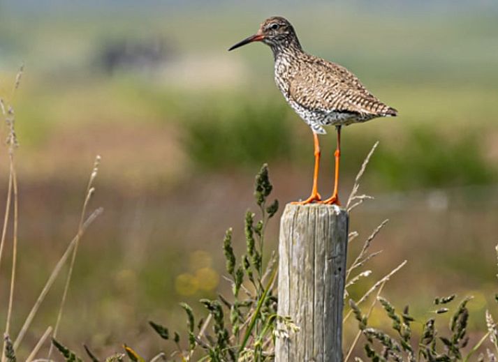 Gezellige woonkamer in Vakantiehuis in Ballum, Ameland, met comfortabele stoelen.