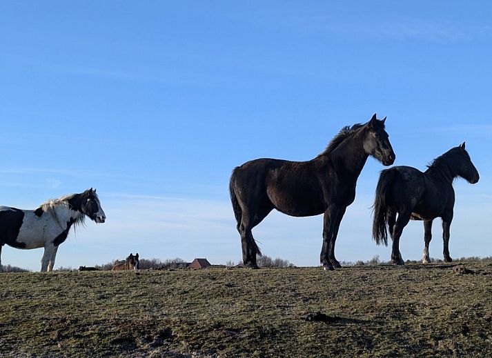 Moderne Kueche der Finn Lodge, einem Ferienhaus in Ballum, Ameland, mit Holzelementen und maritimen Dekorationen.