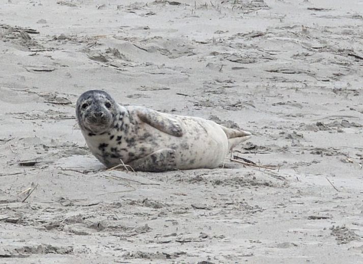 Gemuetliches Schlafzimmer im Bungalow Zilt****, Ballum, Ameland mit sanfter Beleuchtung.