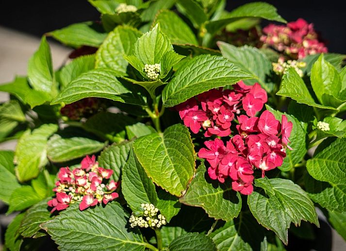 Gemuetliches, modern eingerichtetes Wohnzimmer im Ferienhaus Arcoz, Ballum, Ameland.