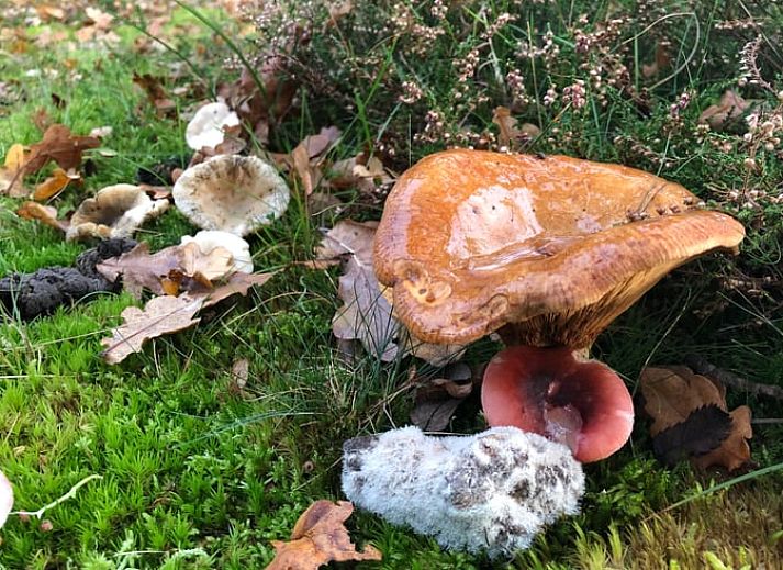 Comfortabele woonkamer in Vakantiehuisje in Buren Ameland met knusse bank en open keuken, ideaal voor ontspanning.