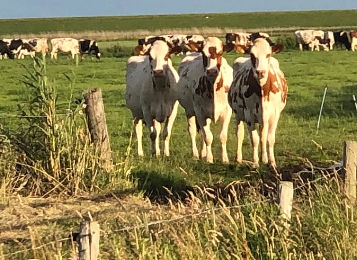Ruime slaapkamer in Vakantiehuisje in Buren Ameland, biedt rust en comfort tijdens je verblijf op de Waddeneilanden.