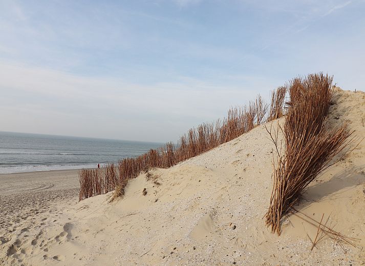 Guest house 0403125 - Holiday property Ameland - Luxe safaritent op Ameland