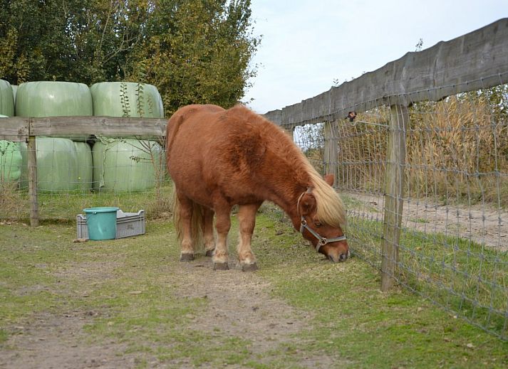 Gemuetliches Wohnzimmer in Het Woonhuis, Hollum, Ameland, mit bequemen Sofas und Blick auf die gruene Umgebung.