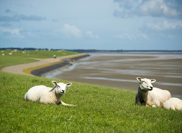 Stylish workspace in Breeze 2 bed and breakfast, Hollum, Ameland with views of the surrounding area.
