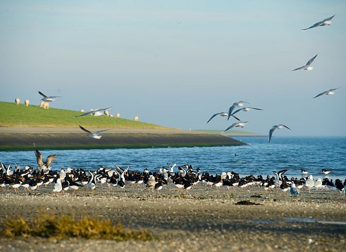 Helles und geraeumiges Interieur der Wohnung Breeze 1, Hollum, Ameland mit komfortabler Ausstattung.