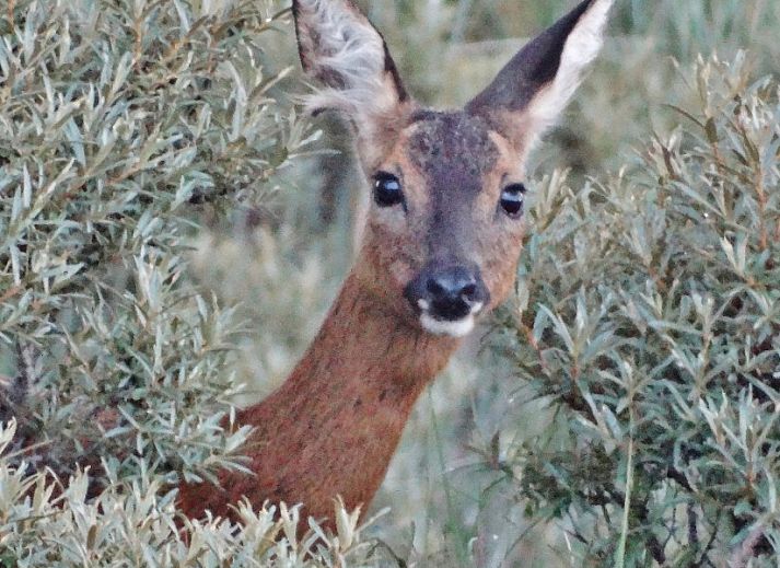 Moderne Kueche im Ferienhaus WELTEVREE, Hollum, Ameland, ideal fuer Selbstversorger.