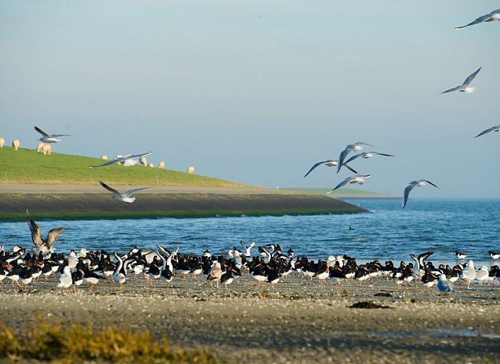 Unterkunft 0403234 - Appartement Ameland - Appartment Amelander Kaap