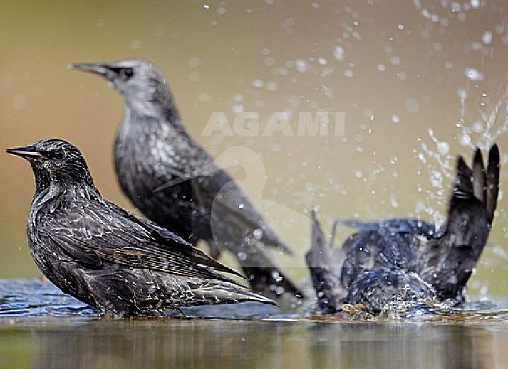 Modern binnenzwembad bij chalet Protter in Buren, Ameland, voor een verfrissende duik tijdens uw vakantie.