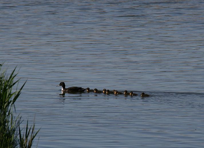 Verblijf 0601146 - Vakantiewoning IJsselmeer - Vakantiehuis Modernes Ferienhaus mit Sauna und Whirlpool