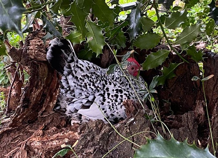 Gemuetliches Wohnzimmer mit Blick auf die Natur im Ferienhaus in Oudega, in der Naehe von Heegermeer.