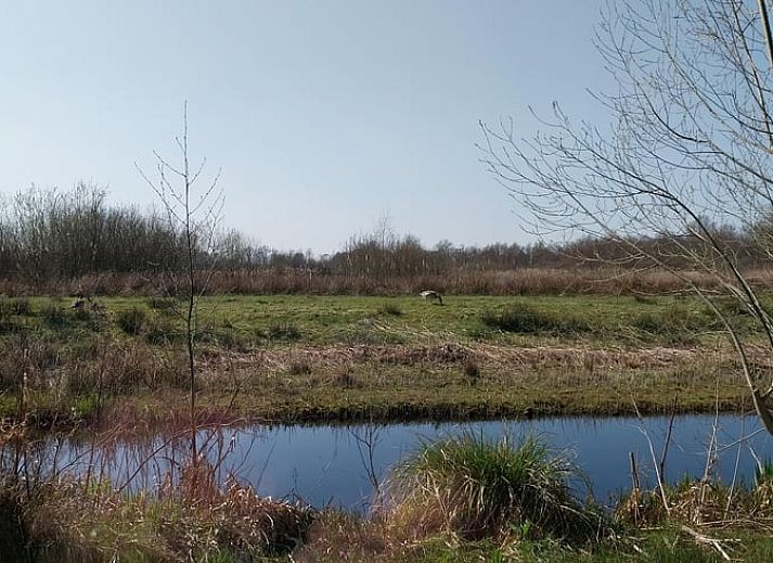 Bloeiende tuin bij Vakantiehuisje in Oudega, gelegen aan het Heegermeer in de Friese meren, met kleurrijke flora.