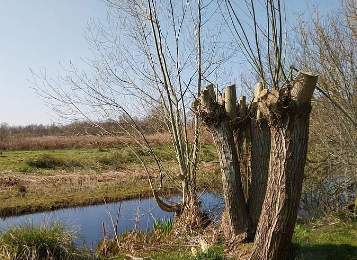Bloeiende tuin bij Vakantiehuisje in Oudega, gelegen aan het Heegermeer in de Friese meren, met kleurrijke flora.