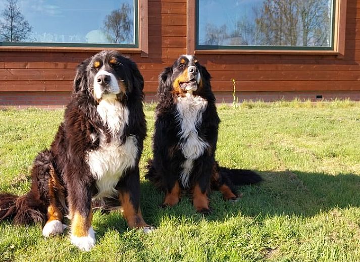 Panoramisch uitzicht op de Friese meren vanuit Vakantiehuisje in Oudega, gelegen aan het Heegermeer.
