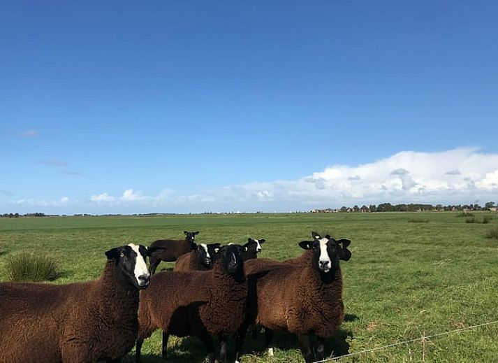 Ferienhaus in Elahuizen, ein charmantes Ferienhaus in den friesischen Seen, umgeben von gruener Natur und rustikaler Aussicht in Fluessen.