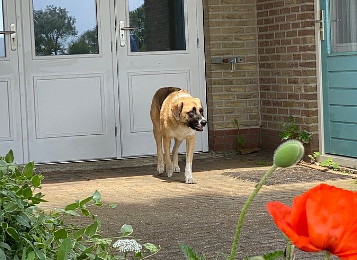 Unterkunft 080653 - Ferienhaus Fluessen - Huisje in Gaastmeer