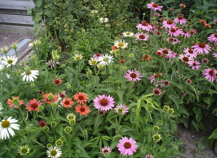 Cozy dining area in B&B Fam. Tavenier, Vrouwenpolder, Walcheren, where guests can enjoy breakfast.