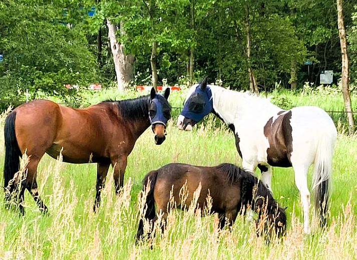 Stylish living room in Holiday home in Langweer overlooking the Frisian nature.
