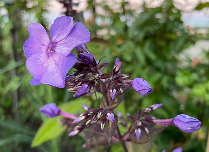 Spektakulaere Aussicht auf die Segelboote auf dem Sneekermeer vom Ferienhaus in Offingawier, ideal fuer Naturliebhaber.