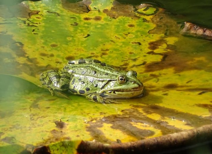 Guest house 130105 - Holiday property Bergumermeer - Vakantiehuis in Burgum