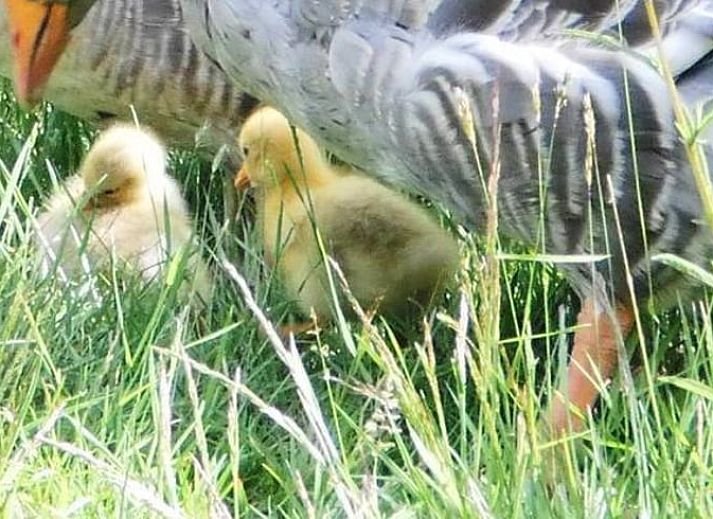 Guest house 130105 - Holiday property Bergumermeer - Vakantiehuis in Burgum