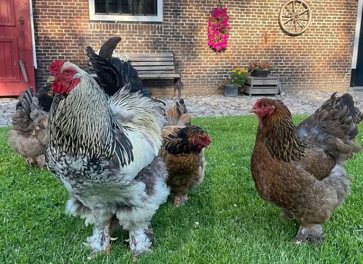 Authentieke boerderij bij Huisje in Sumar, Sumar, Bergumermeer, Friese meren, met landelijke charme en rustieke details.