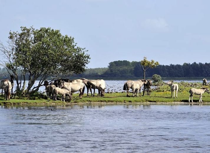 Entdecken Sie die wilde Natur rund um Cottage in Oostmahorn, Ferienhaus bei Lauwersmeer, Friesische Seen. Geniessen Sie die Aussicht auf grasende Pferde.