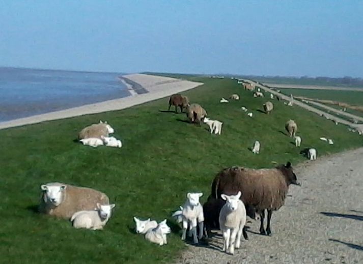 Guest house 160325 - Holiday property Lauwersmeer - Shalom