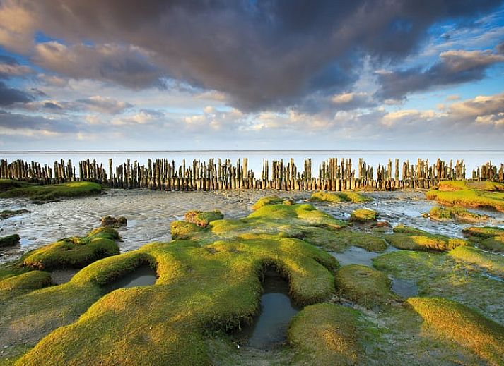 Guest house 1605101 - Holiday property Lauwersmeer - Huisje in Eanjum